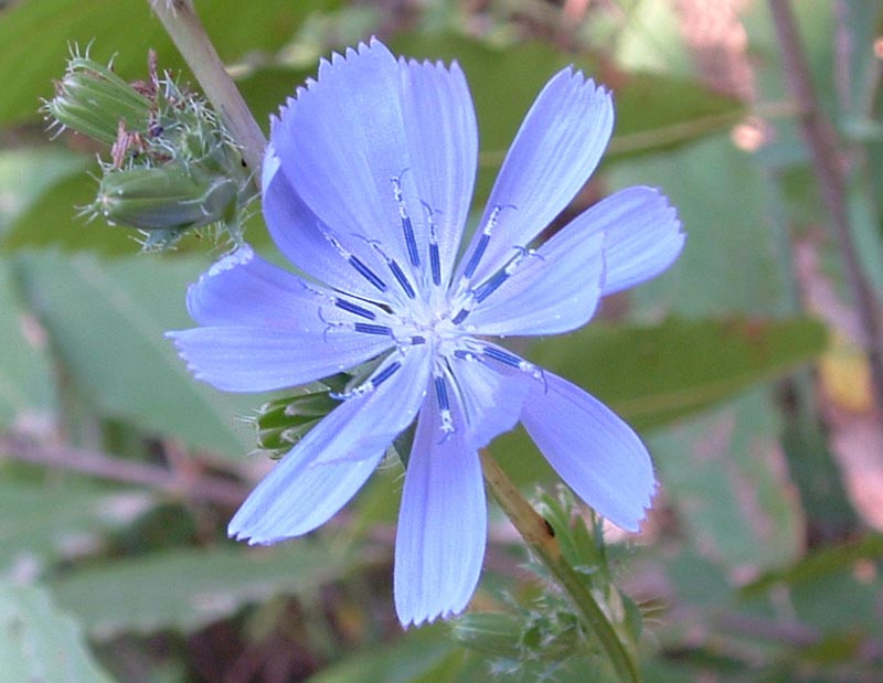 Cichorium intybus / Cicoria comune